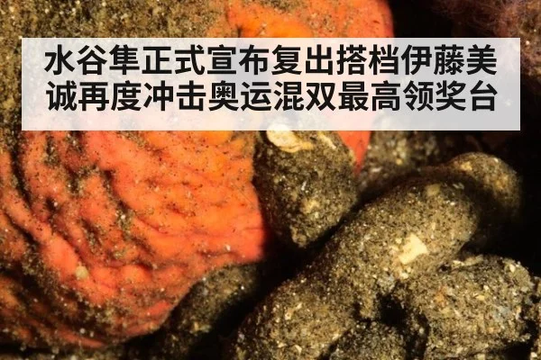 水谷隼正式宣布复出搭档伊藤美诚再度冲击奥运混双最高领奖台